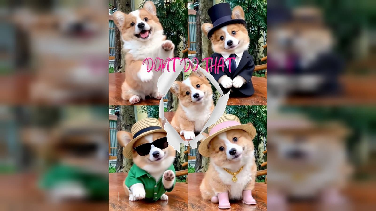 AI Pet Fashion Video Generator from Photo for a Four-Look Outfit Video