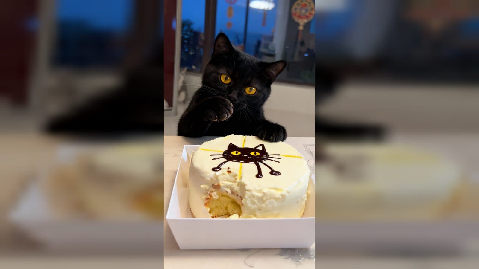AI Pet Cake Video Generator from Photo for a No-Sharing Treat